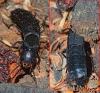 Ocypus olens